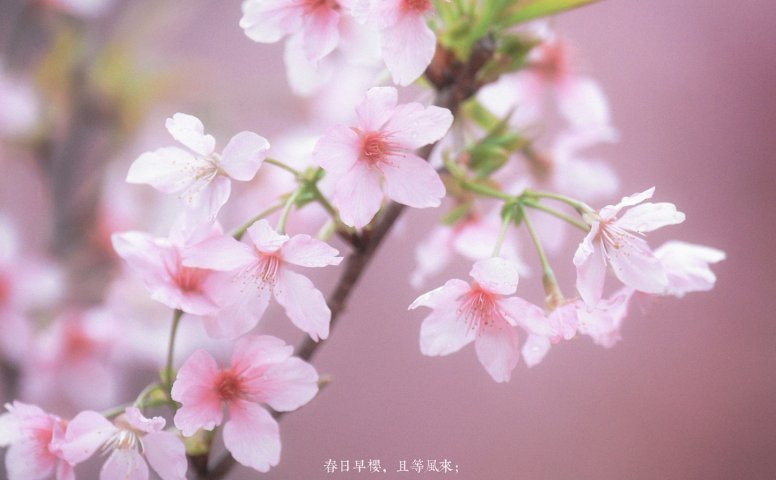 阿咩咩咩 – 《古风人像拍摄-樱花-陌上花开》[16P]